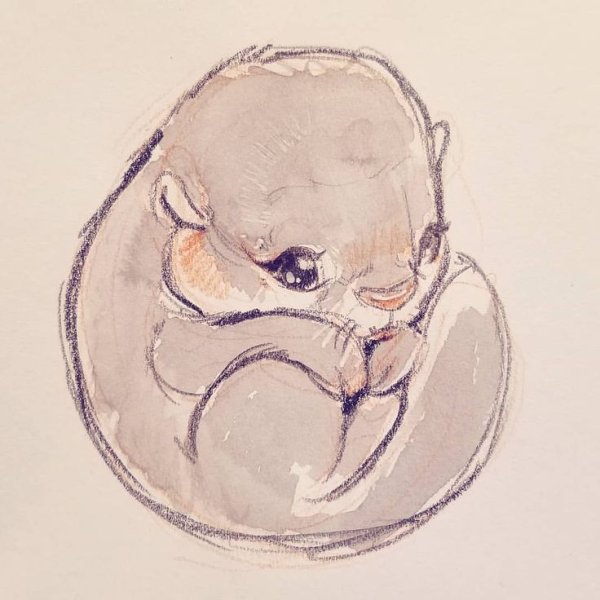 Хорек в скетчинг акварель