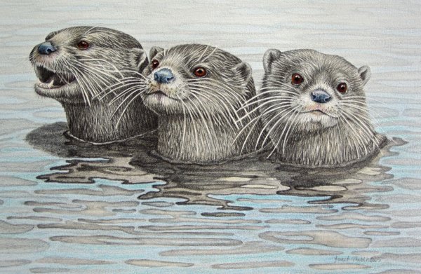 Выдра рисунок