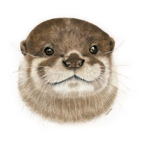 Милая выдра арт