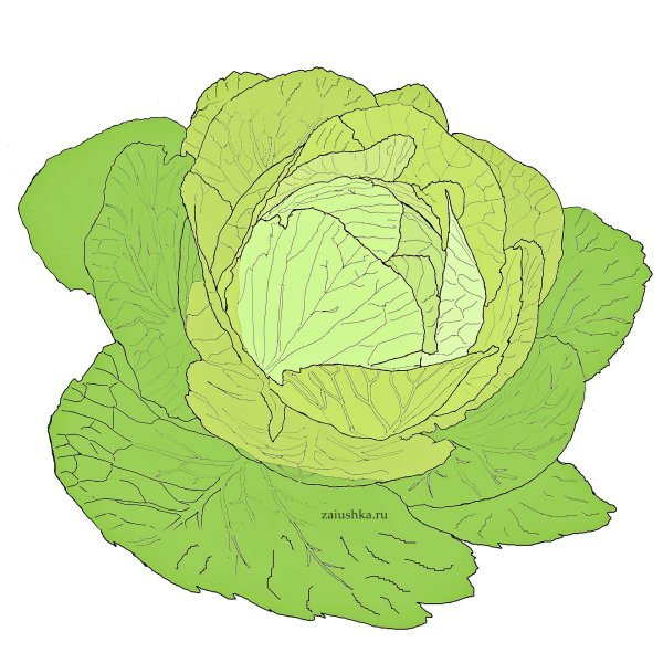 Капуста для рисования