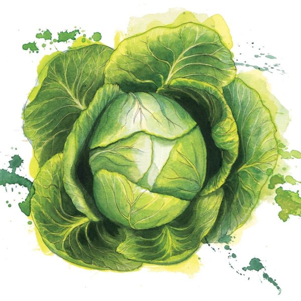 Капуста китайская мультяшный