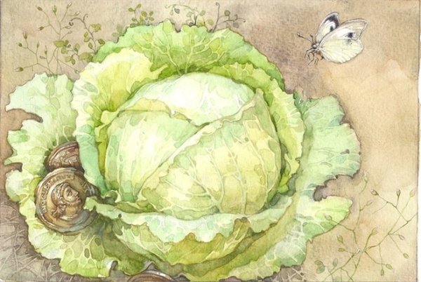 Капуста в векторном стиле