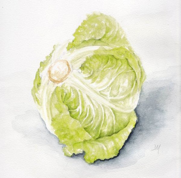 Капуста для рисования