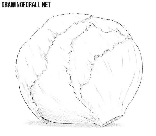 Капуста для рисования