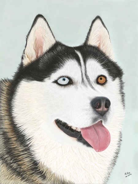 Хаски Графика