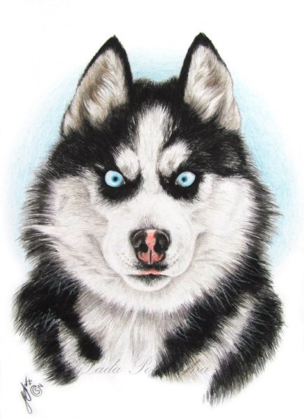 Хаски зарисовки