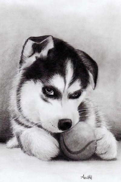 Собака рисунок