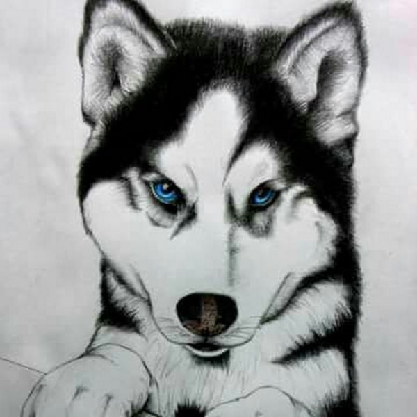 Хаски рисунок