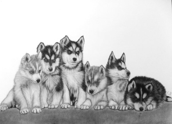Щенок хаски рисунок