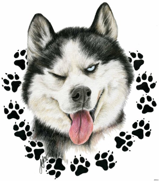 Тату хаски эскиз