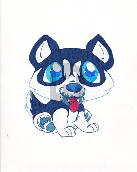 Рисунки для срисовки хаски милые