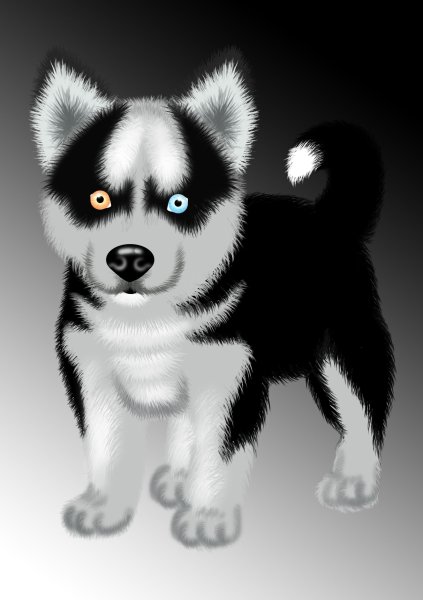 Рисунки собак хаски