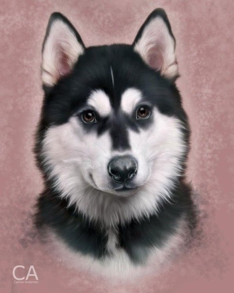 Хаски иллюстрация