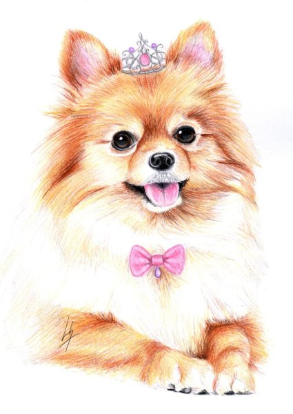 Померанский шпиц рисунок