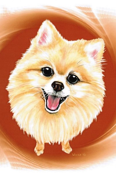 Шпиц померанский Art