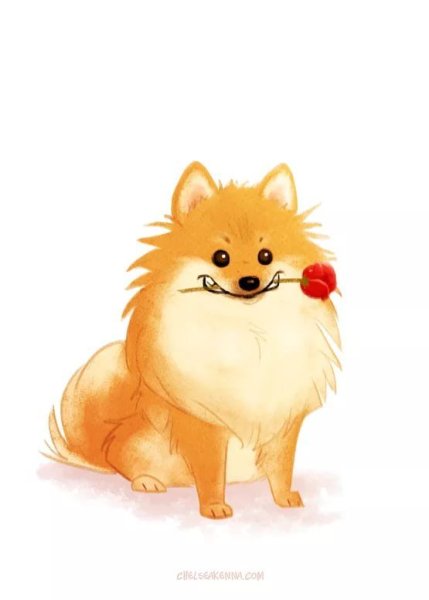 Шпиц померанский Art