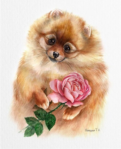 Шпиц померанский Art