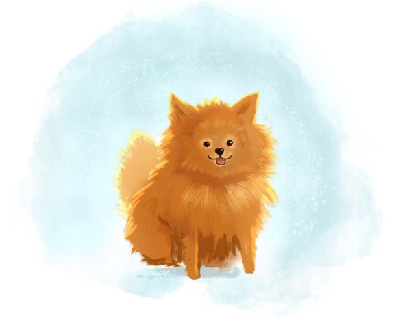 Собака шпиц арт