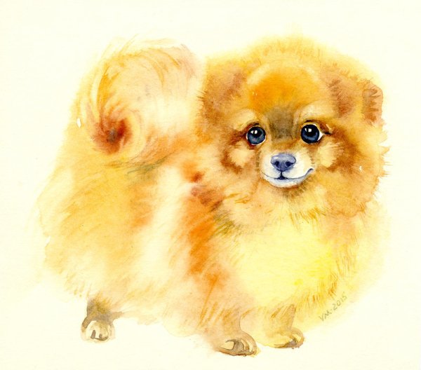 Шпиц померанский акварель