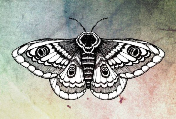 Мотылек Moth Art