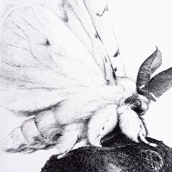 Мотылек арт