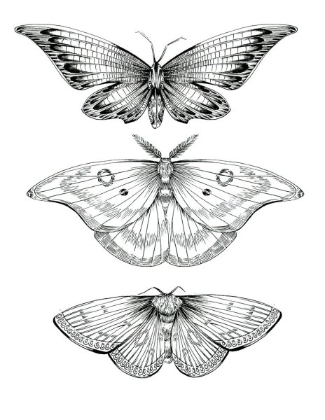 Бабочка набросок