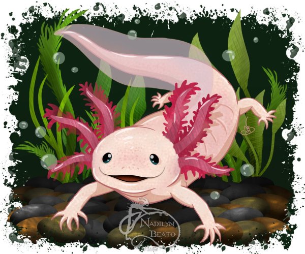 Аксолотль рисуночек