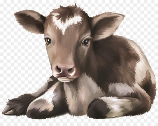 Теленок без фона