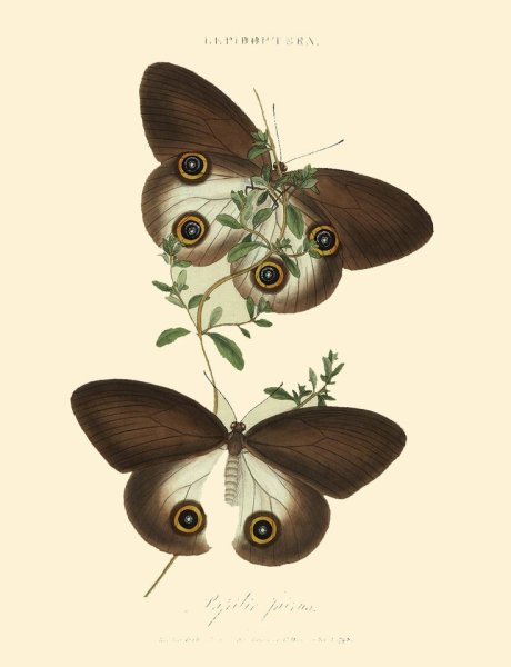 Бабочки для декупажа