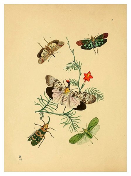 Ботанические иллюстрации насекомые