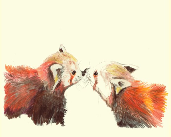 Красная Панда и лиса арт
