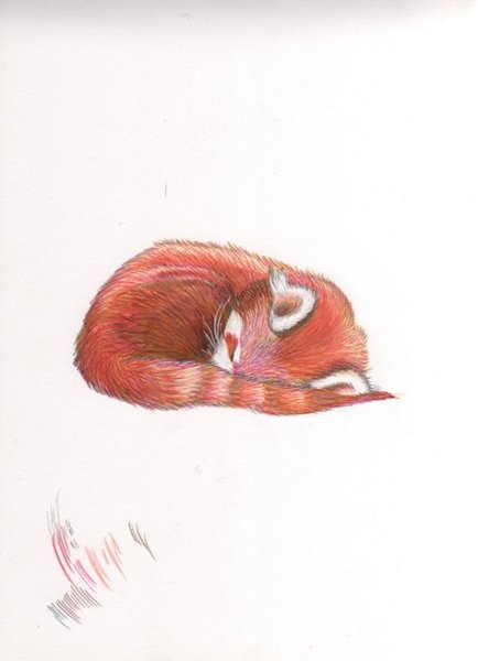Красная Панда рисунок карандашом