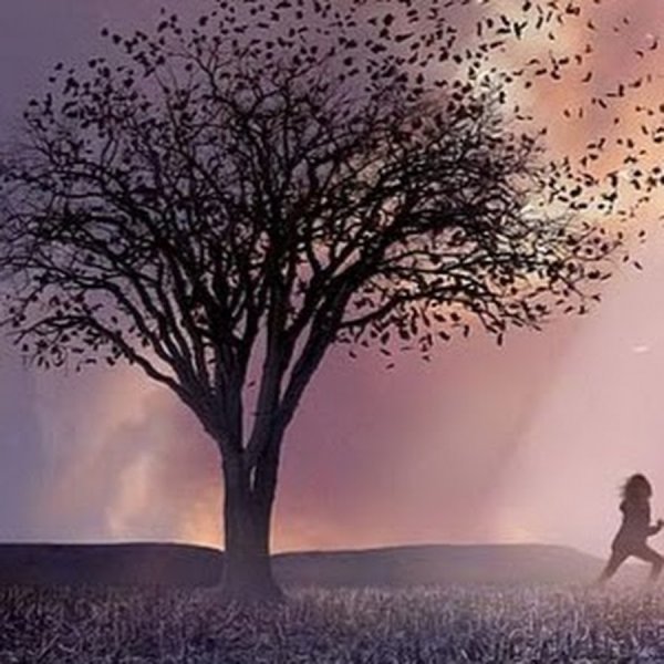 Дерево из фильма милые кости