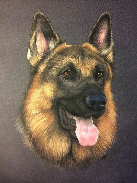 Немецкая овчарка нарис