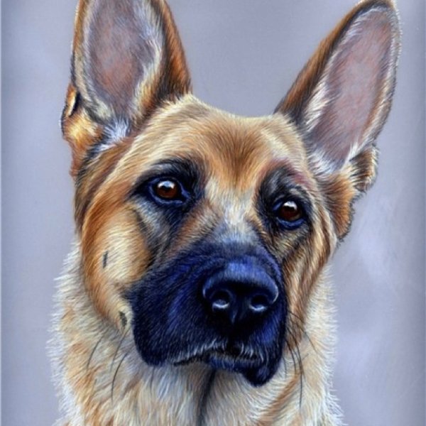 Собака овчарка немецкая пастелью