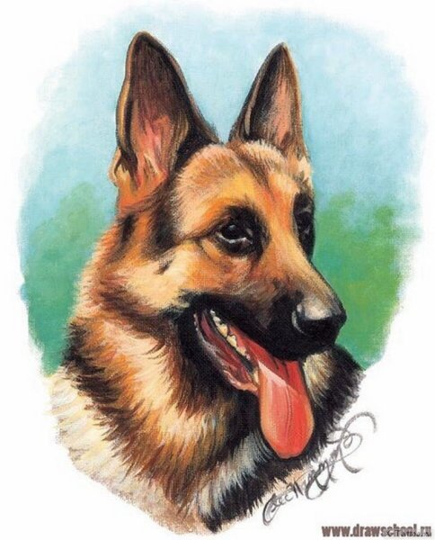 Овчарка рисунок