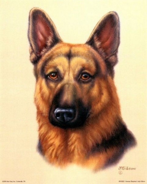 Картина овчарка