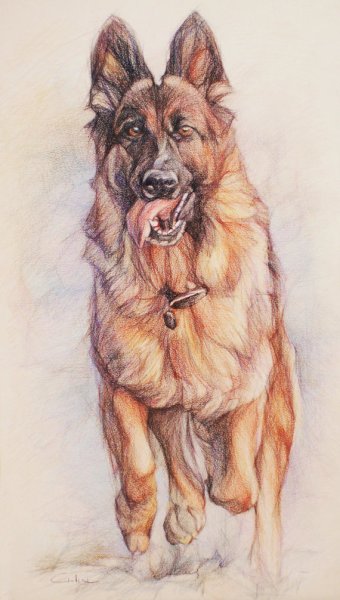 Овчарка цветными карандашами