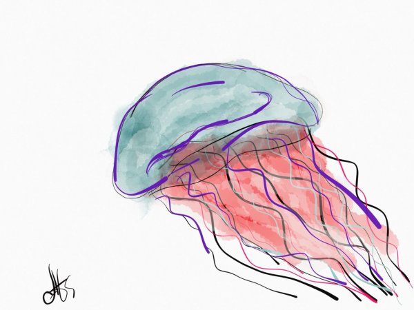 Медуза раскраска для детей