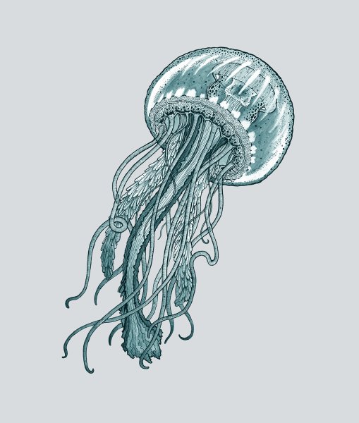 Медуза раскраска для малышей