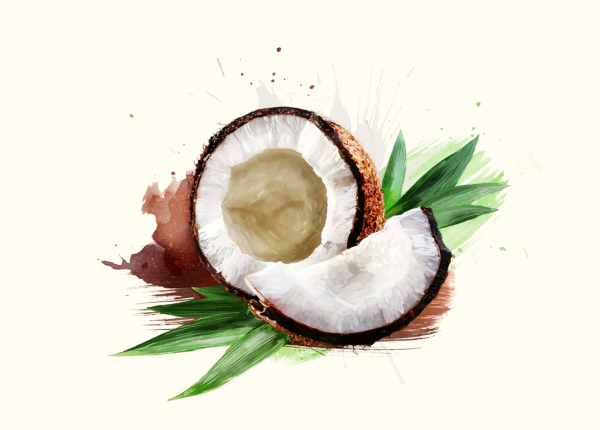 Кокос рисунок акварелью