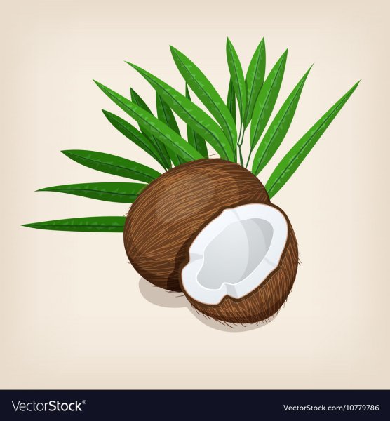 Кокос нарисованный