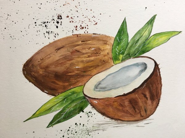 Кокос акварель