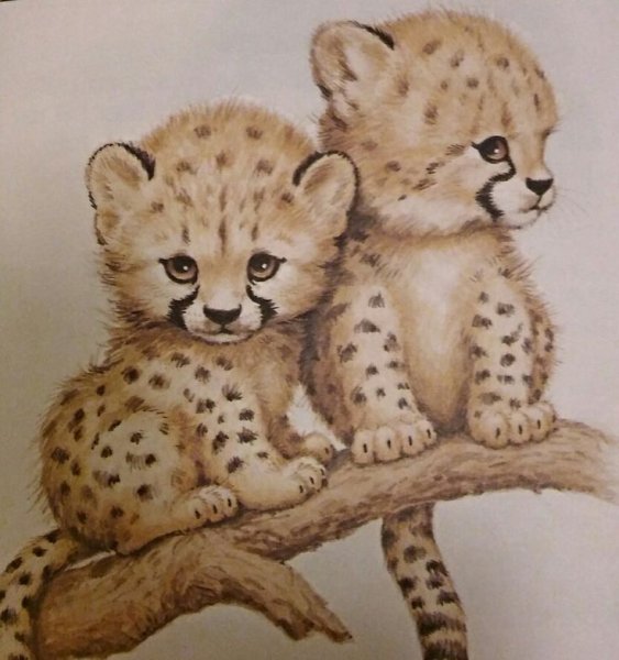 Гепард рисунок