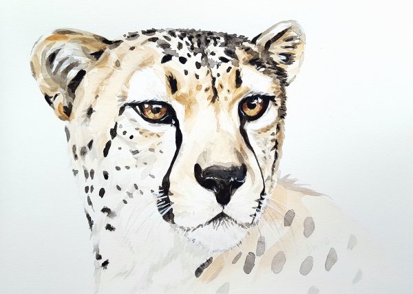 Гепард рисунок