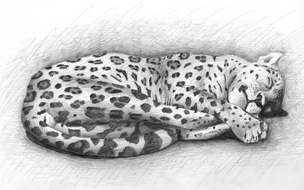 Леопард карандашом
