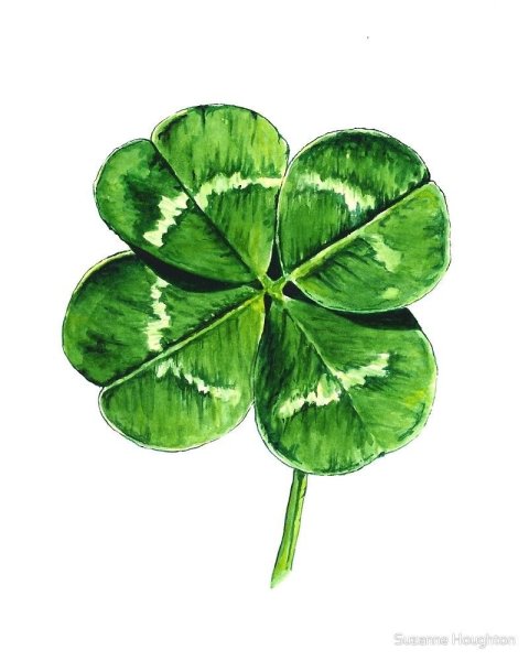 Клевер четырёхлистник