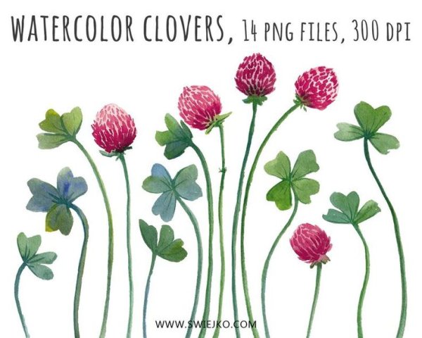 Клевер цветок вектор