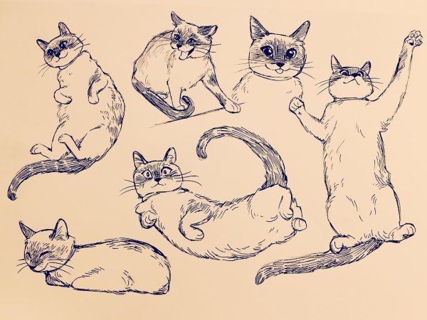 Коты скетчи