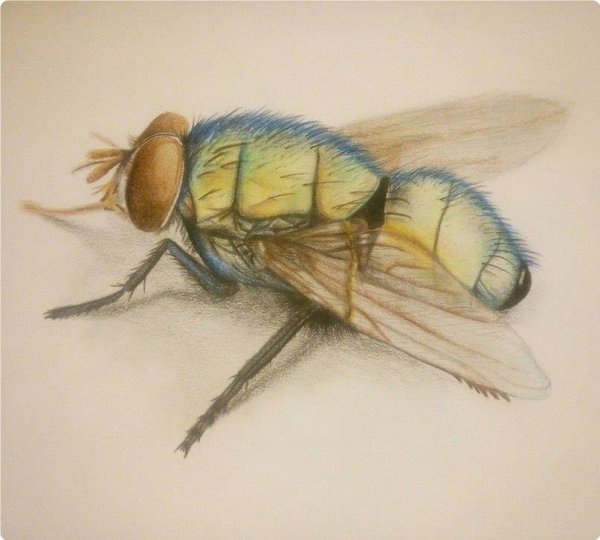 Муха карандашом